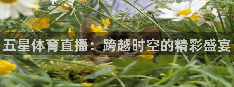 山猫直播体育赛事：五星体育直播：跨越时空的精彩盛宴