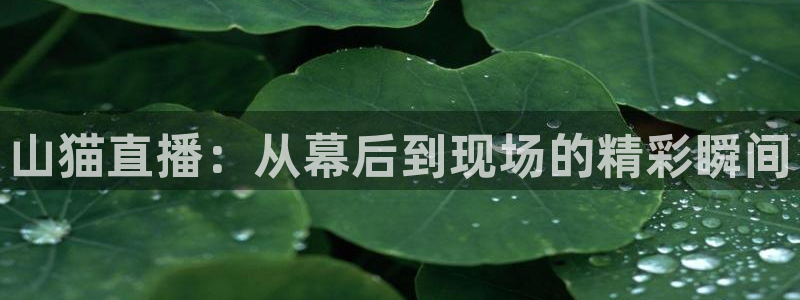 山猫体育nba在线观看免费：山猫直播：从幕后到现场的精彩瞬间